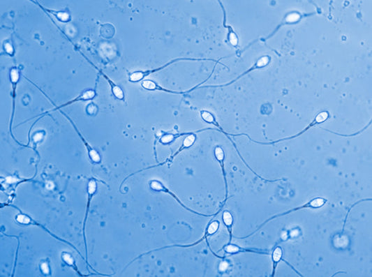 How to Increase Sperm Count Naturally: Lifestyle and Diet Tips